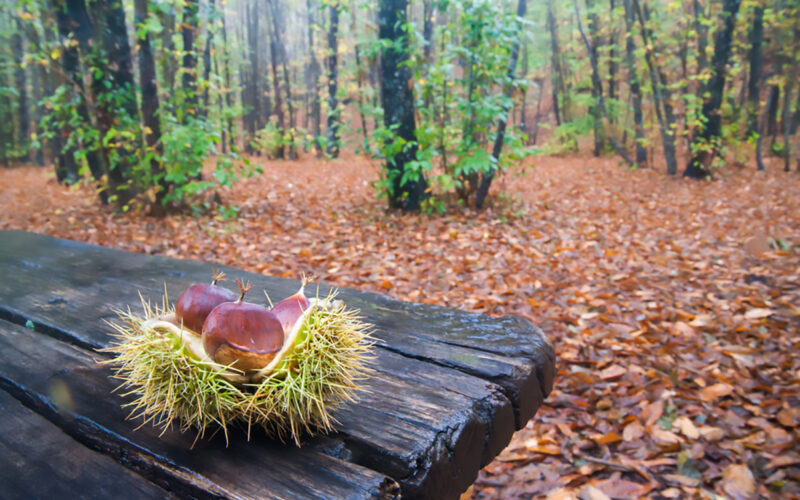 La raccolta delle castagne in Sicilia