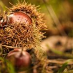 castagne