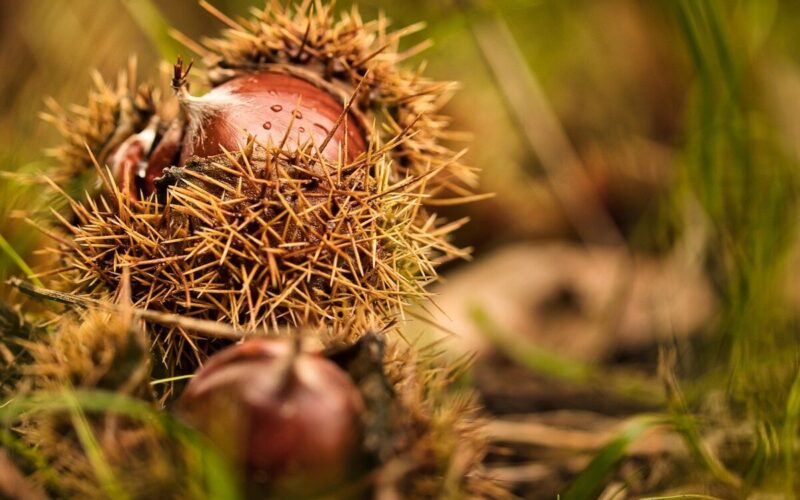 castagne