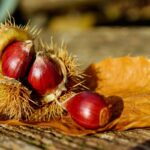 castagne in Lombardia|raccolta castagne in Lombardia|la raccolta castagne in Lombardia