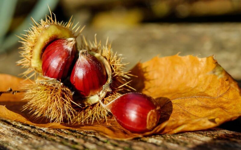 castagne in Lombardia|raccolta castagne in Lombardia|la raccolta castagne in Lombardia