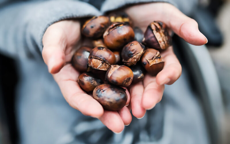 La raccolta delle castagne in Veneto: dove andare?