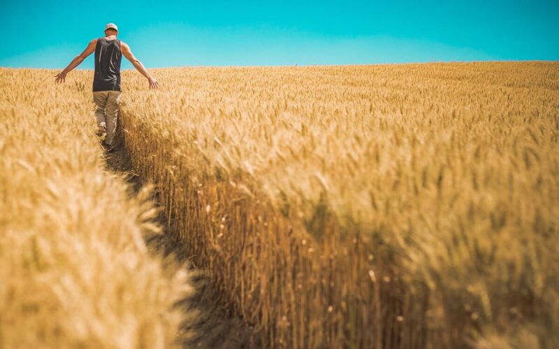 Quante aziende agricole ci sono in Italia?