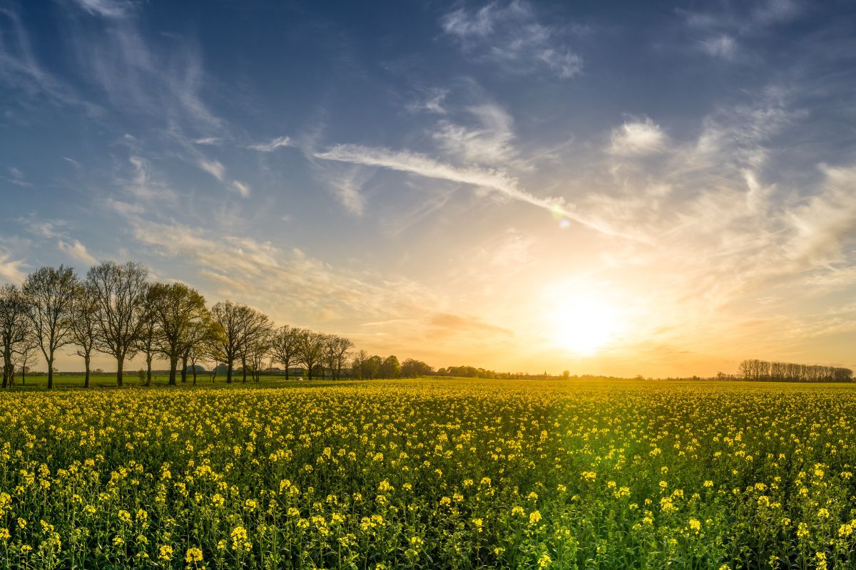 che colore è il sole