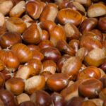 Dove raccogliere le castagne|Dove raccogliere le castagne