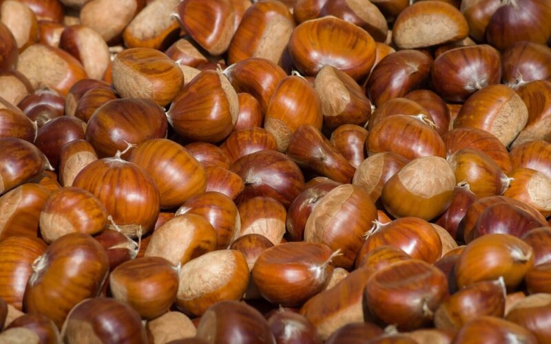 Dove raccogliere le castagne con i bambini in Toscana