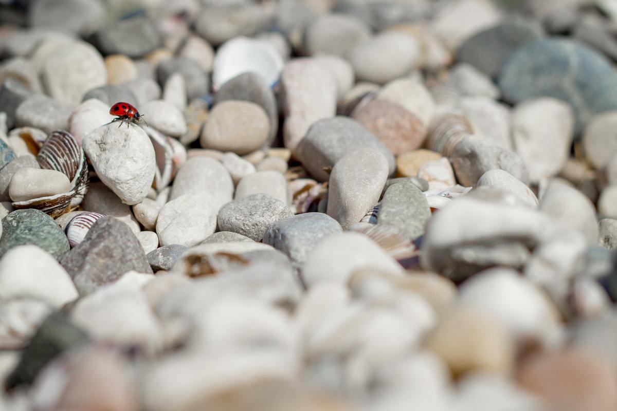 Coccinelle in casa - perché