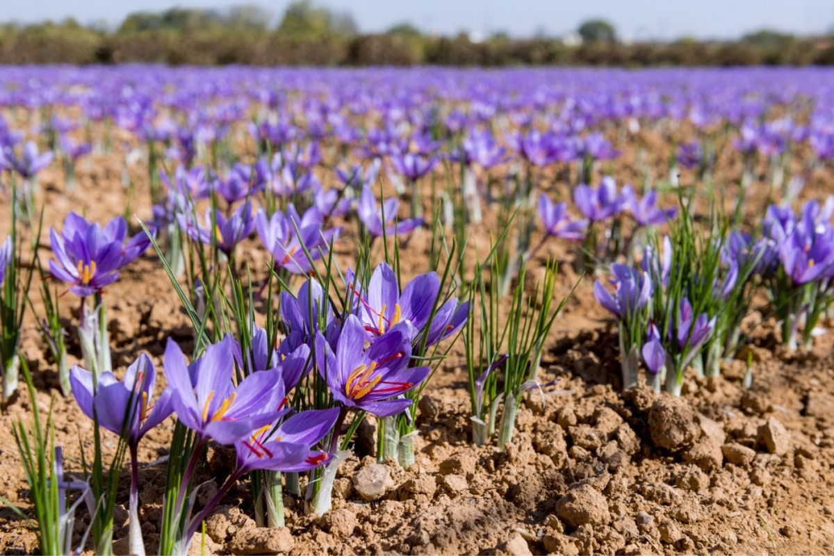 Prodotti biologici in Sardegna