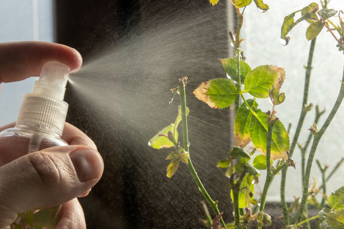 concimi antiparassitari naturali