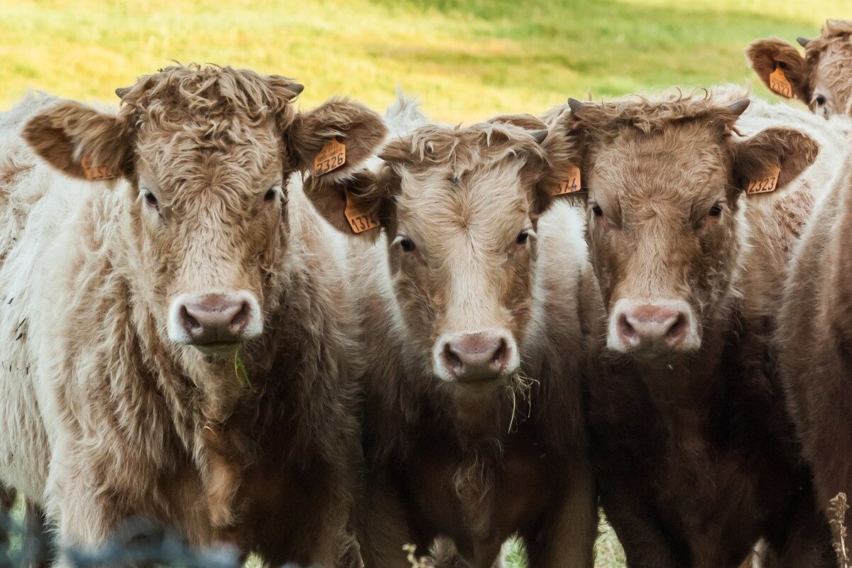 Consumo di carne - bovini