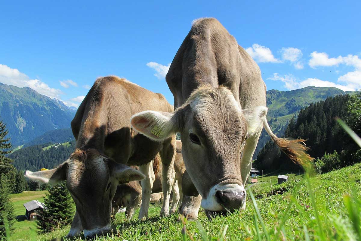 Ballenberg: incredibile museo all'aperto in Svizzera