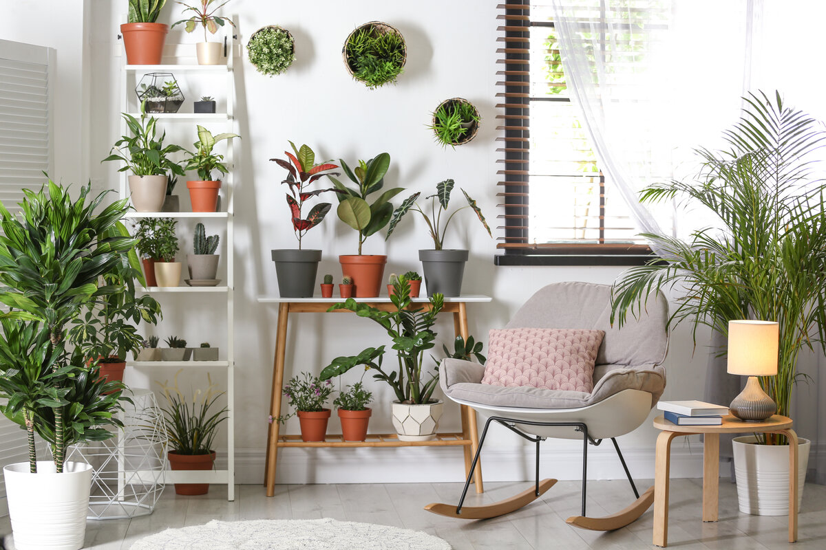 Creare un giardino in casa - piante in casa