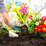 Creare un giardino in casa|