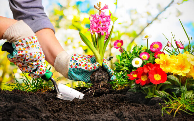 Creare un giardino in casa|