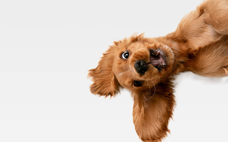 Come gestire l’arrivo di un cucciolo: un momento delicato