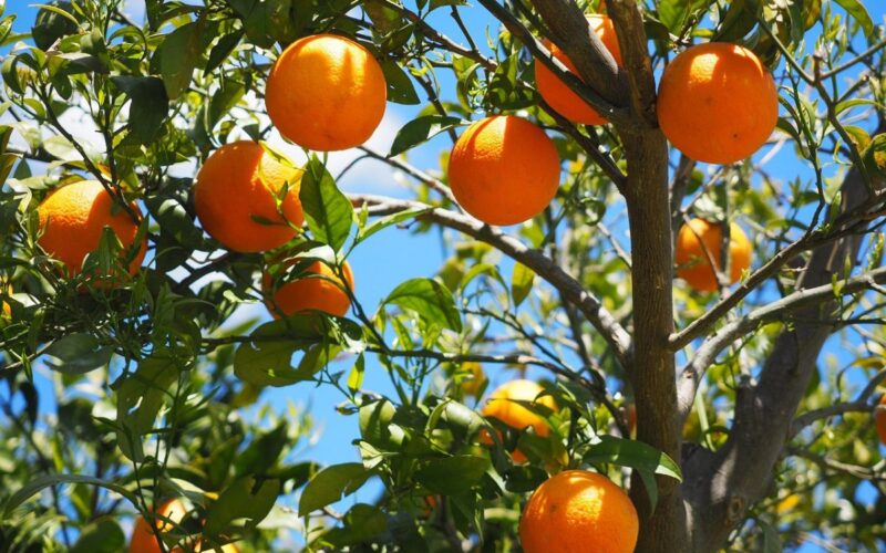 cura degli alberi da frutto