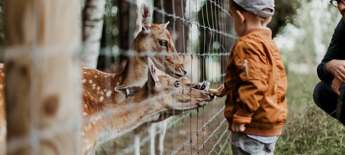 zoo d'italia|zoo d'italia||zoo d'italia|zoo d'italia