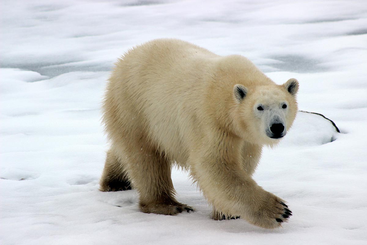 Viaggio alla scoperta della Norvegia: le famose isole Svalbard