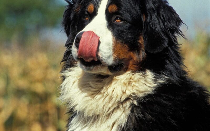 Dare il miele al cane fa bene o fa male? Attenzione alle fake news