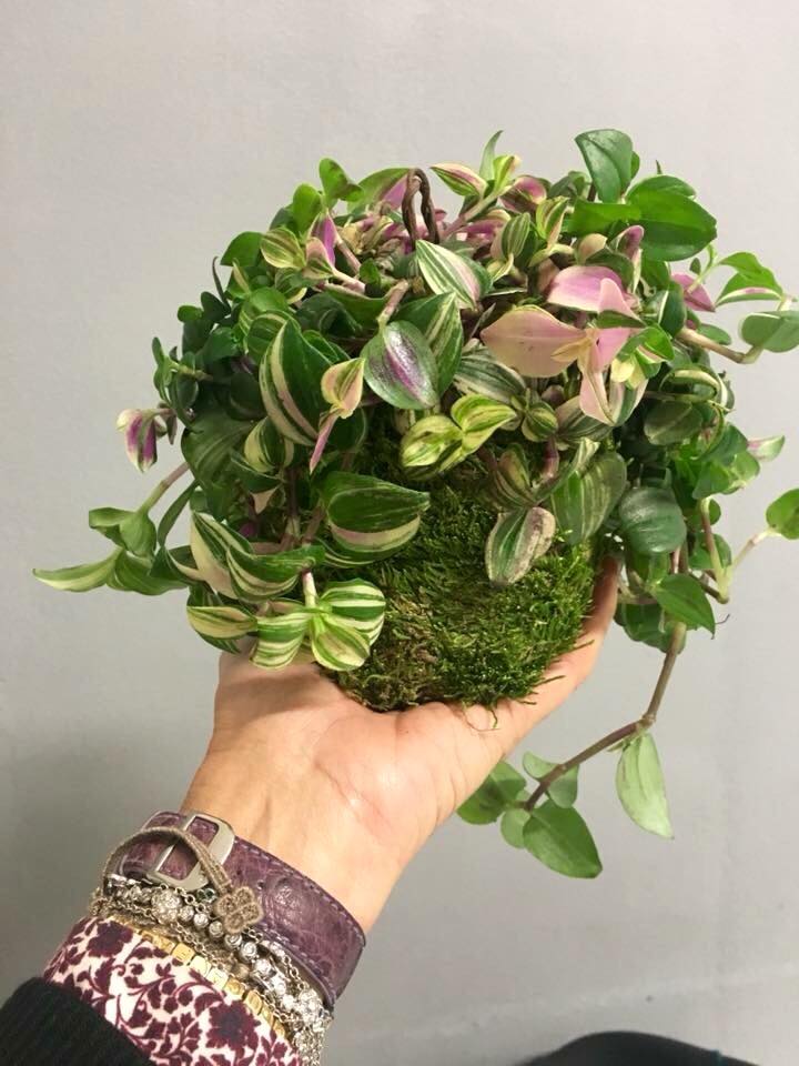 Kokedama