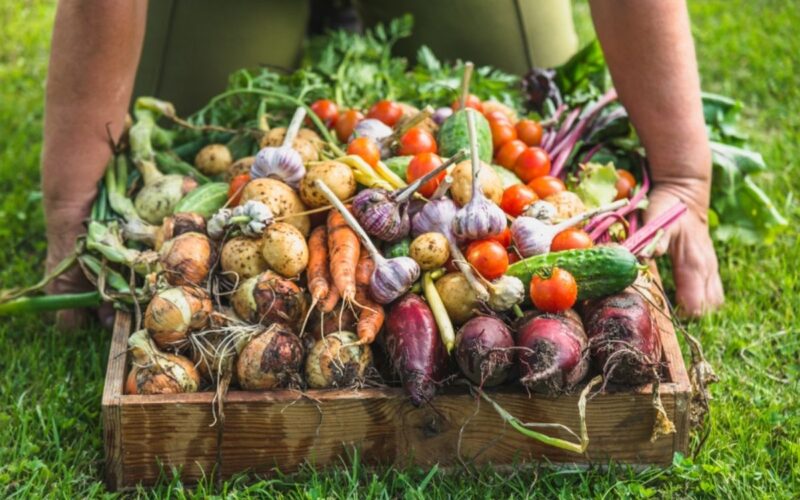 Qual è la differenza tra agricoltura biologica e agricoltura biodinamica?