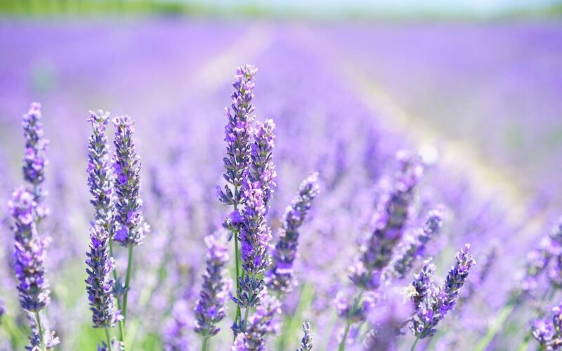 Digital Lavender: il colore del 2023