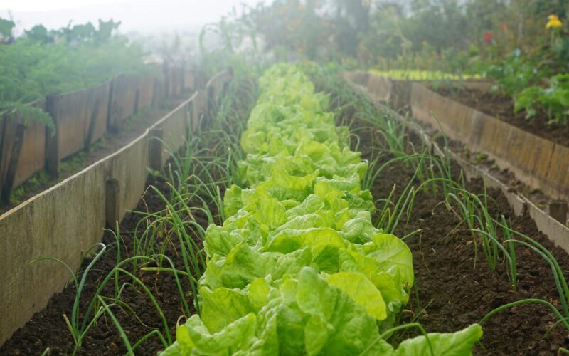 Cura dell’orto ad aprile: i trucchi del giardiniere