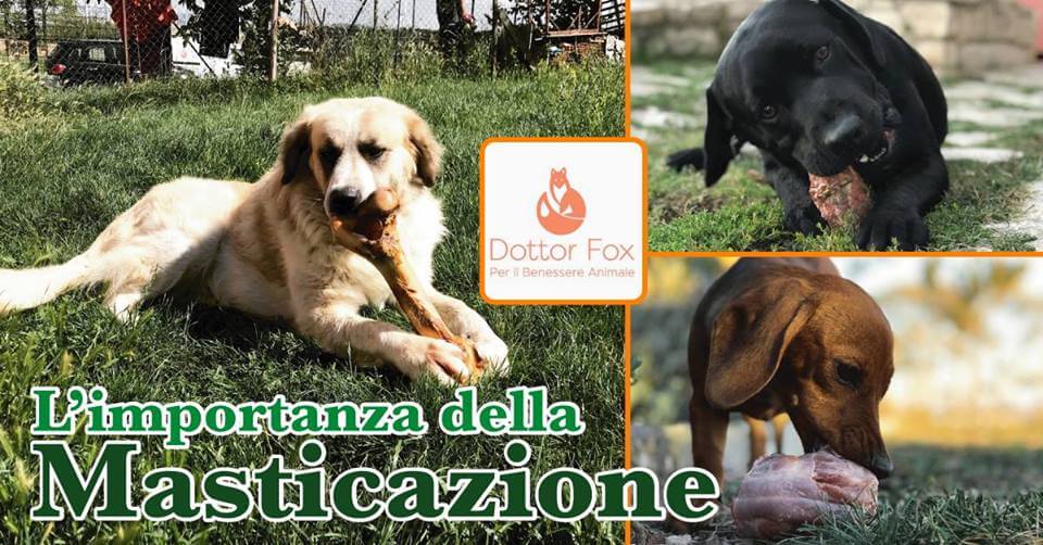 alimentazione naturale del cane