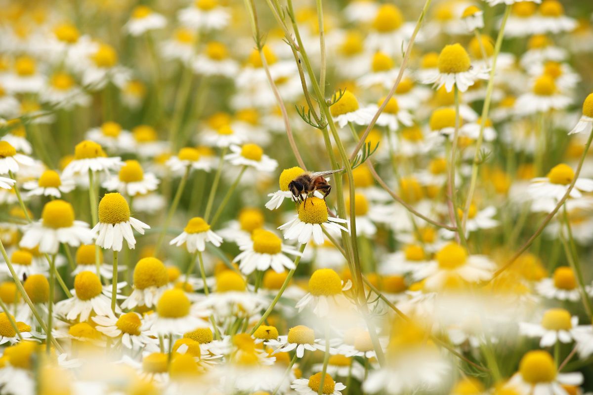 equinozio di primavera il 21 marzo