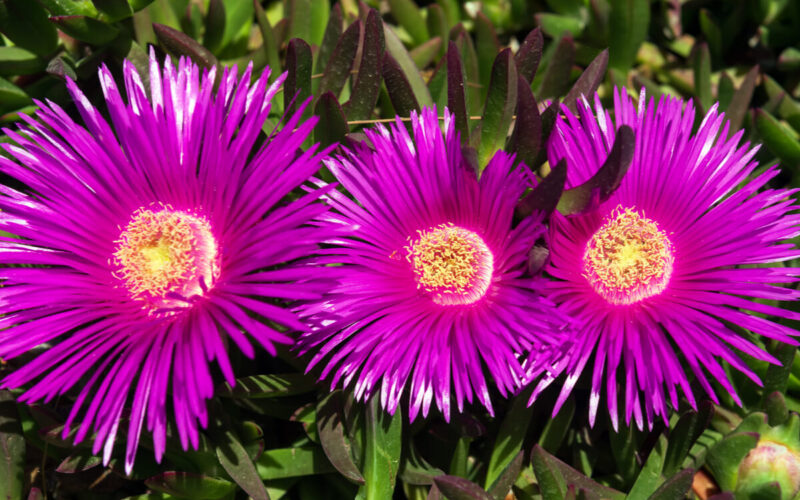 Rivestire i muri di casa con i fiori: scopriamo il Carpobrotus