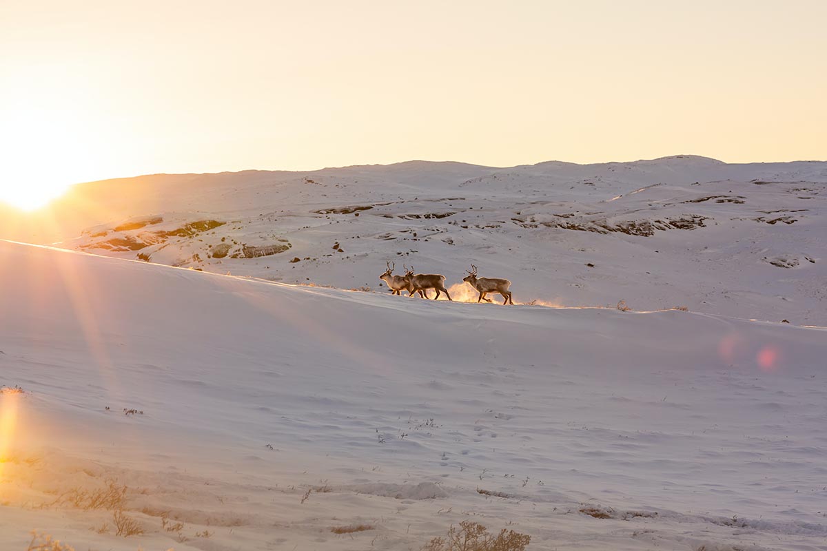 Viaggio alla scoperta della Norvegia: le famose isole Svalbard