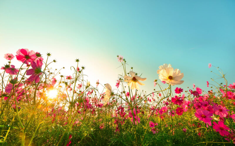 Cosa provano i fiori|Cosa provano fiori e piante