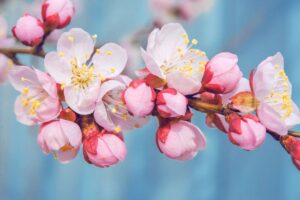 fiori di ciliegio