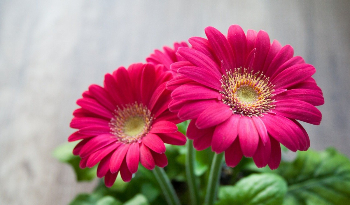 gerbera per dormire meglio