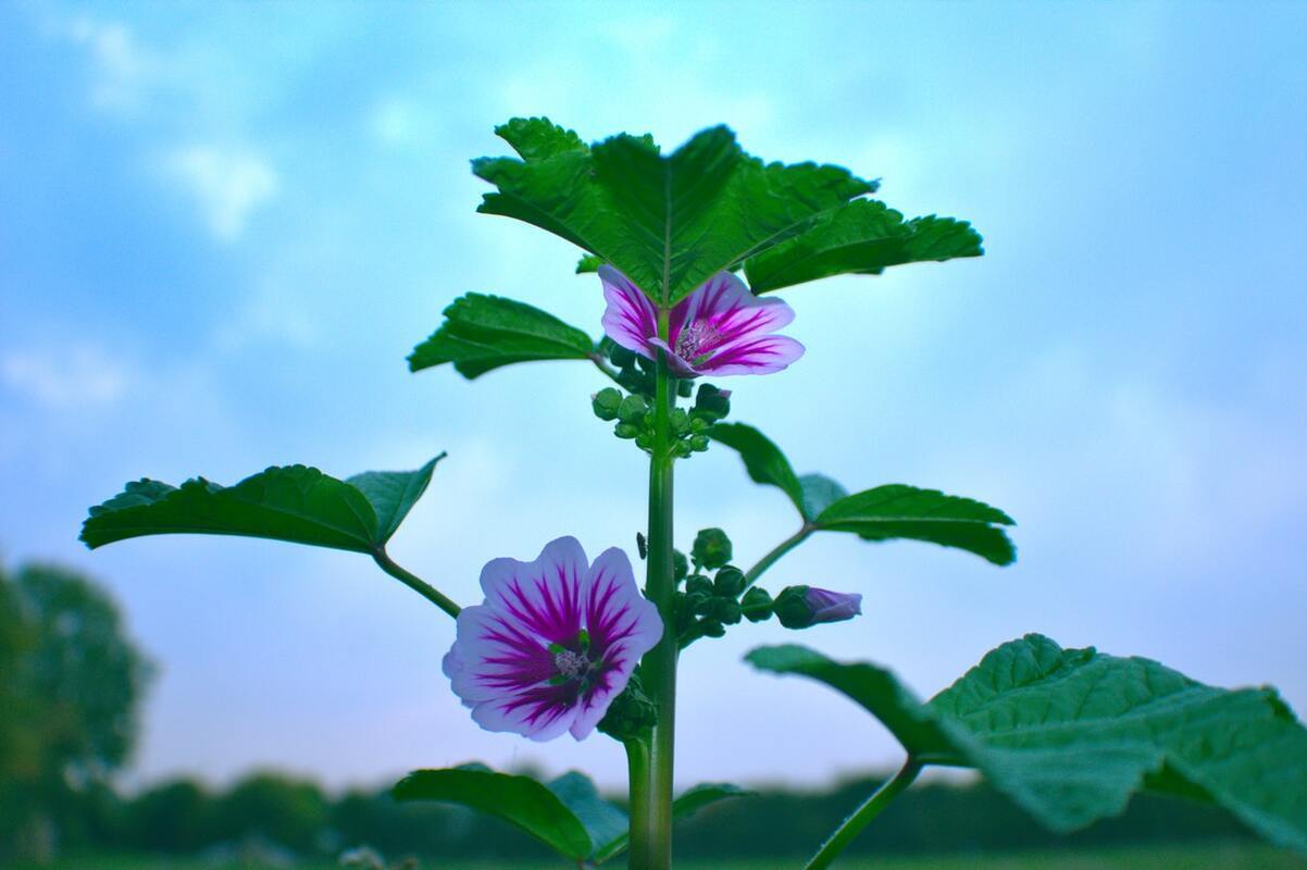 malva tutte le proprietà