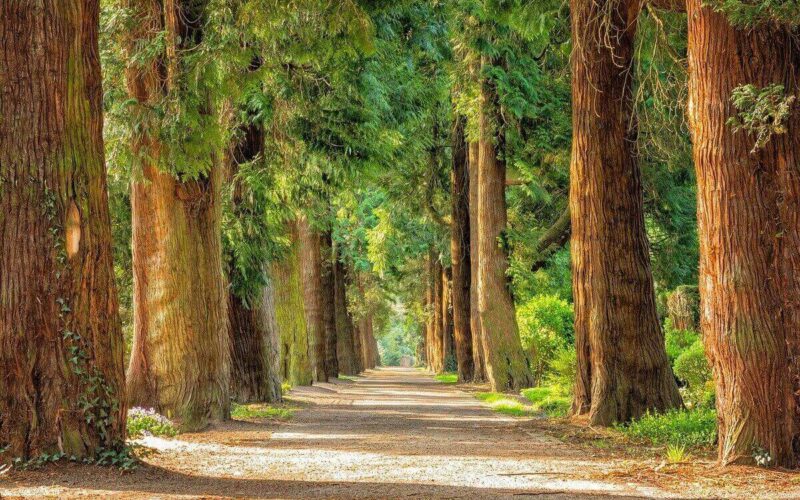 Foreste di faggi|Unesco Italia: alla scoperta delle foreste primordiali di faggi dei Carpazi