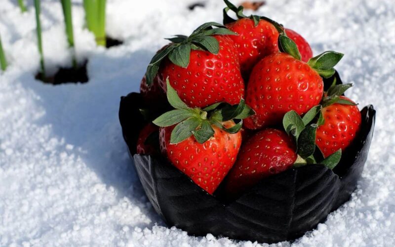 Le fragole che nascono sotto la neve: dalla Basilicata, la “fragola fortuna”