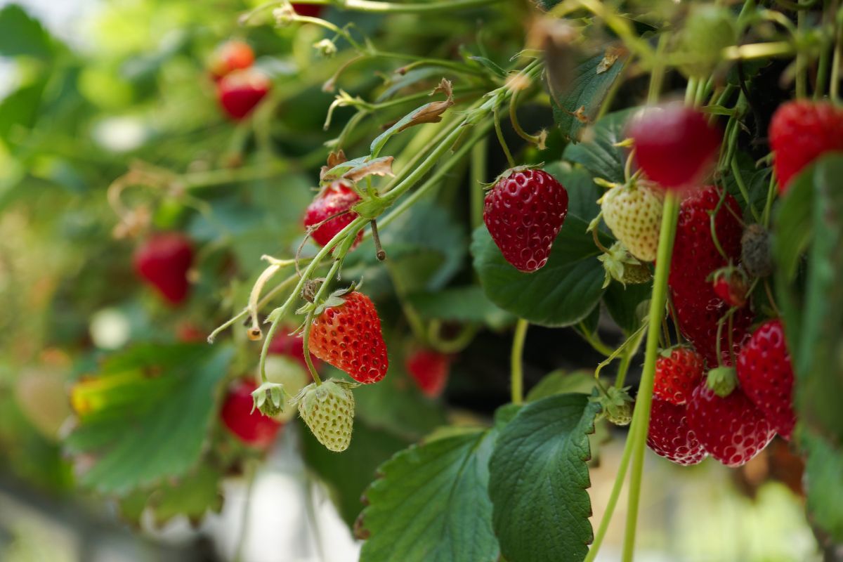 fragole in vaso terrazzo - cosa coltivare a maggio