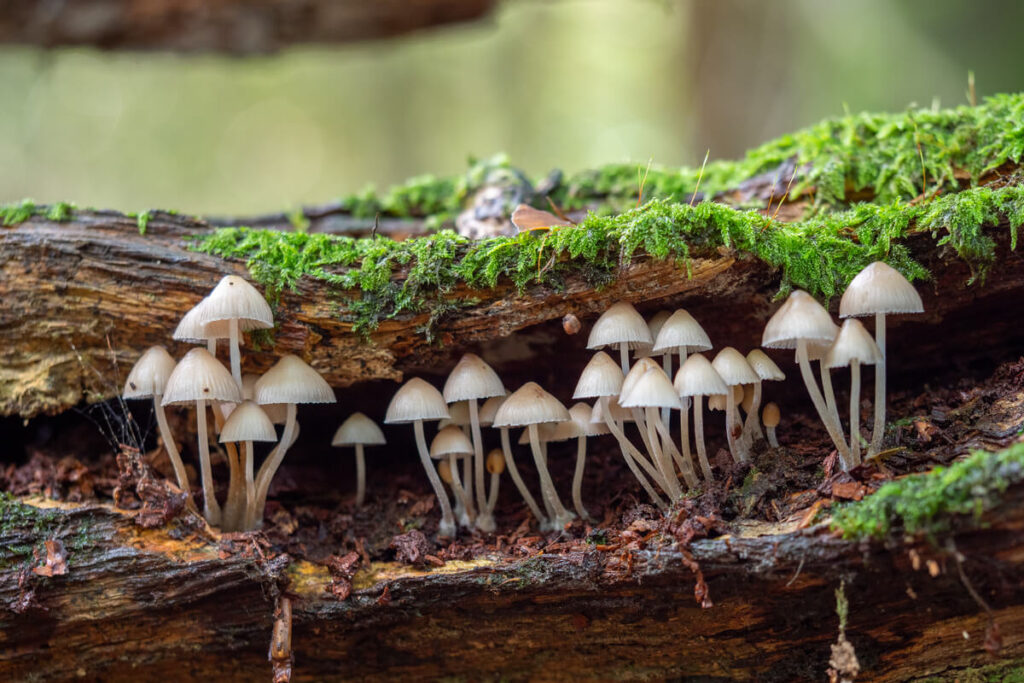 Vivere nel rispetto della natura