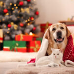 come affrontare la notte di capodanno con i nostri cani e gatti||come aiutare cani e gatti a capodanno|cani e gatti: lo stress di capodanno