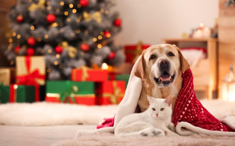 Come affrontare la notte di capodanno con i nostri cani e gatti (e i segnali di stress)