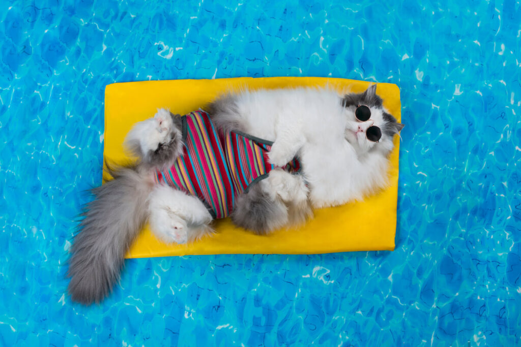 Chi si occupa di cani e gatti durante la vacanza