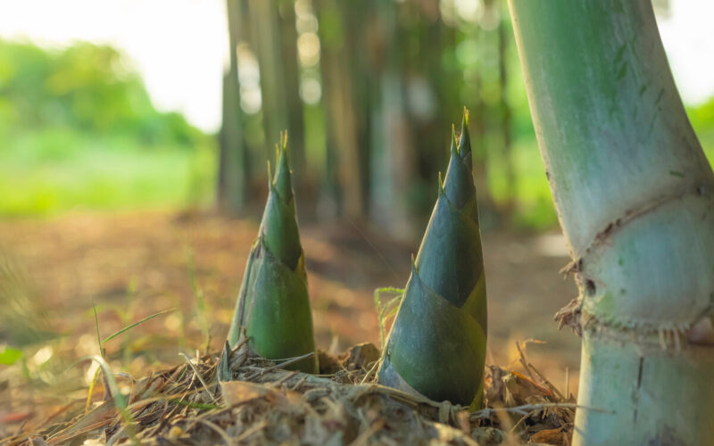 Germogli di bamboo|germogli di bamboo