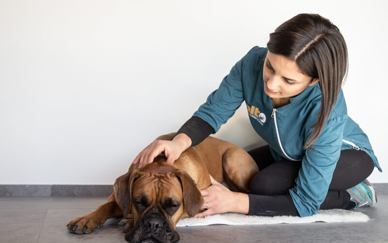 Massaggi per cani: il contatto che aiuta anima e corpo