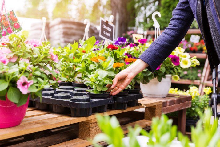 Primavera in fiore: cosa seminare oggi per raccogliere un giardino fiorito domani