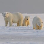 Giornata Mondiale dell'Orso polare - estinzione