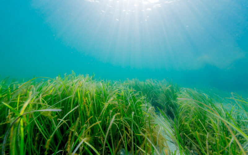 Habitante a tavola: il grano marino, un super-food ecosostenibile