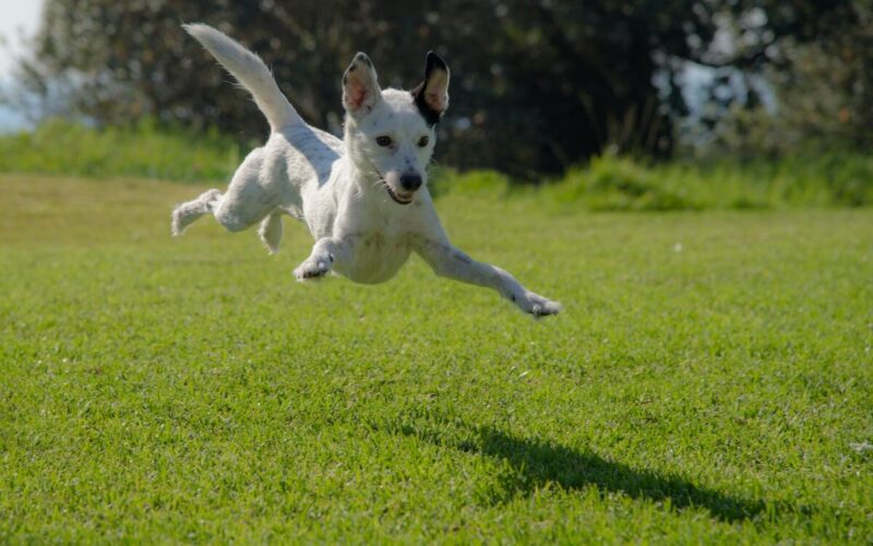 Griglia salva prato per animali: la soluzione perfetta per il tuo giardino