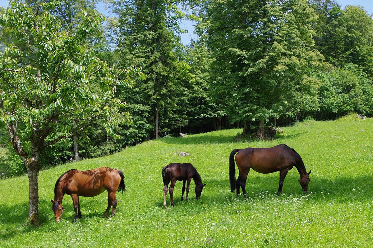 Ballenberg: incredibile museo all'aperto in Svizzera