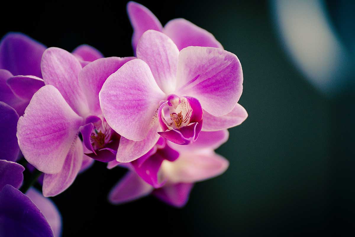 Quali fiori regalare alla Festa della Mamma 2020